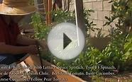 Los Angeles Backyard Organic Vegetable Garden 2014 Tour